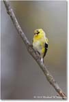 Goldfinch_Backyard_2024Apr_R5A23016