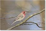 Housefinch_Backyard_2024Mar_R5A22807