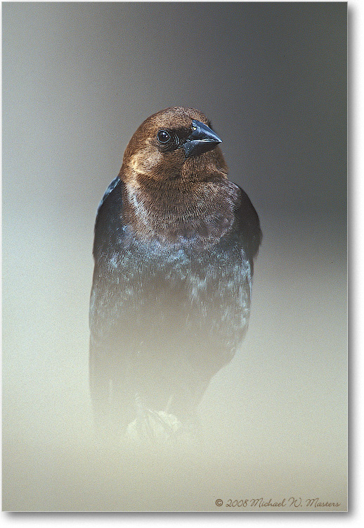 Brown-Headed-CowBird-001-08V-P2-02Winter