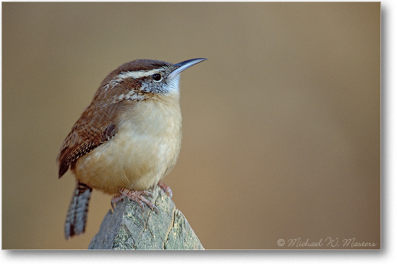 Carolina Wren 31H P2 0112