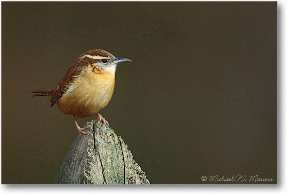 Carolina Wren 34H P2 0112