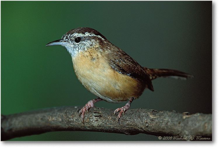Carolina Wren-004-18H-p-0112-eos3-1200-P2