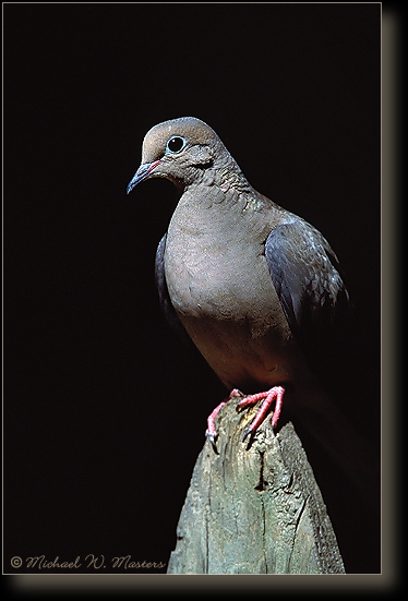 Dove Mourning 008 shadow