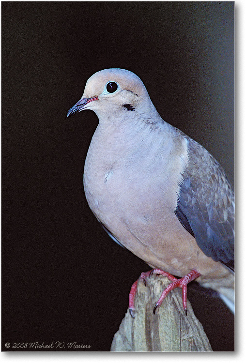 Dove-003-03-p-0108-32P2-P8-80