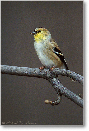 Goldfinch Winter Home 09V P2 01-12