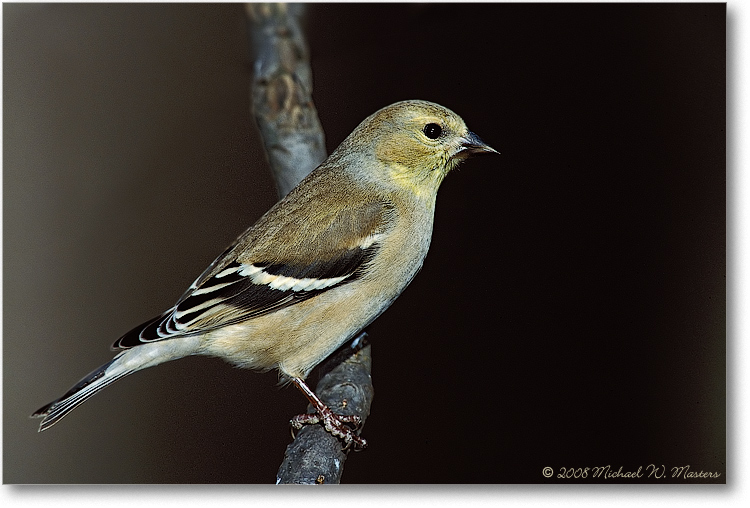 Goldfinch-005-09H-p-0112-3-1200-P2