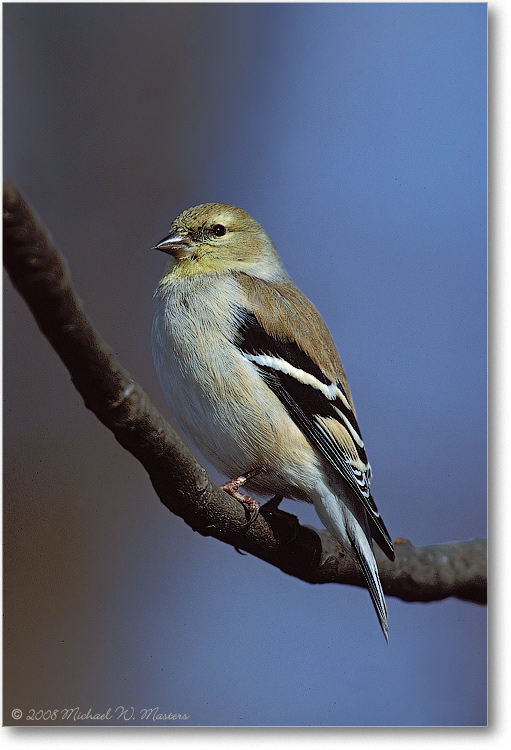 Goldfinch-Winter-006-27V-p-01-12-P2