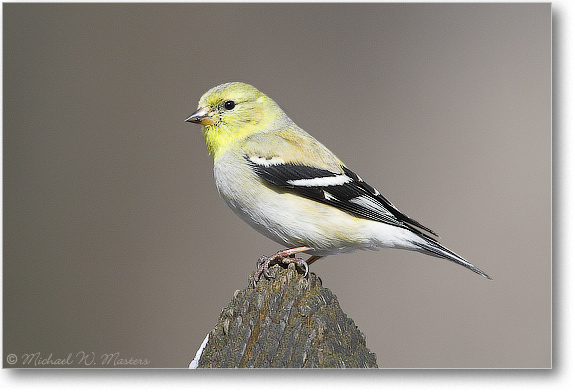 Goldfinch-Winter-E0K1298-02