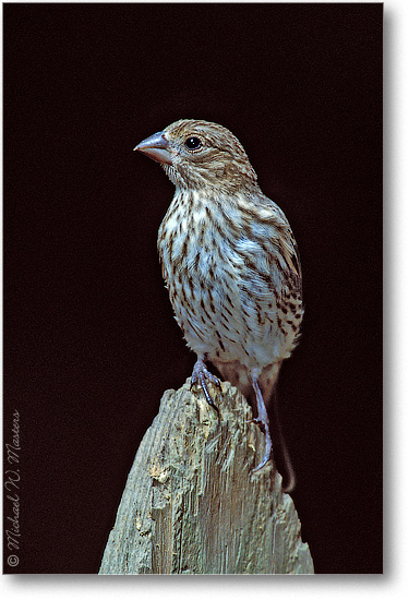 Housefinch Female 07V P2 01-08