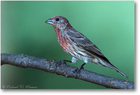 Housefinch Male 03 P2 01-08