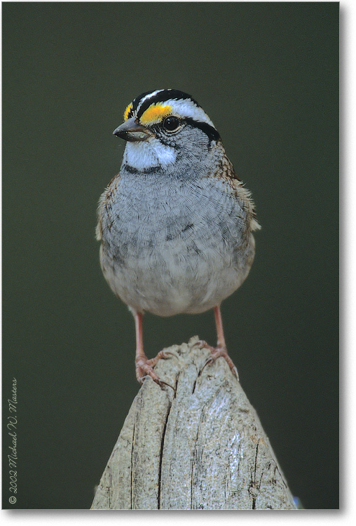 White Throated Sparrow 001 24V-V1 0205