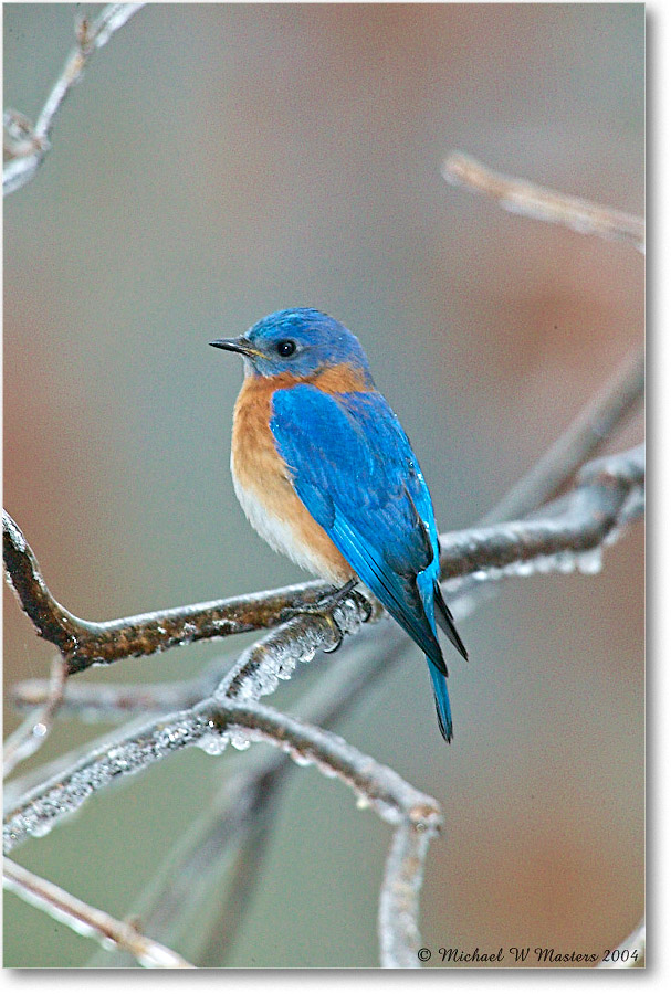 Bluebird_Virginia_2004Feb_1FFT3903 copy