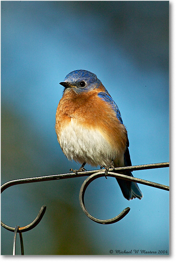 Bluebirdl_Virginia_2004Feb_1FFT3930 copy