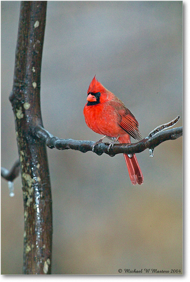 Cardinal_Virginia_2004Feb_1FFT3906 copy