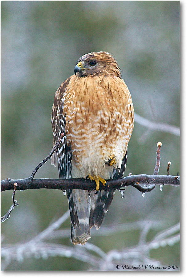 RedShoulderedHawk_Virginia_2004Feb_1FFT3912 copy