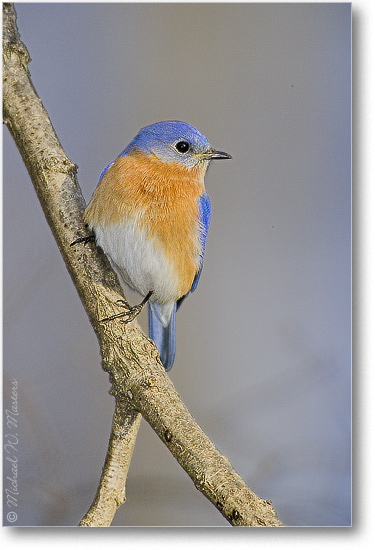 Bluebird-Home-E0K1116