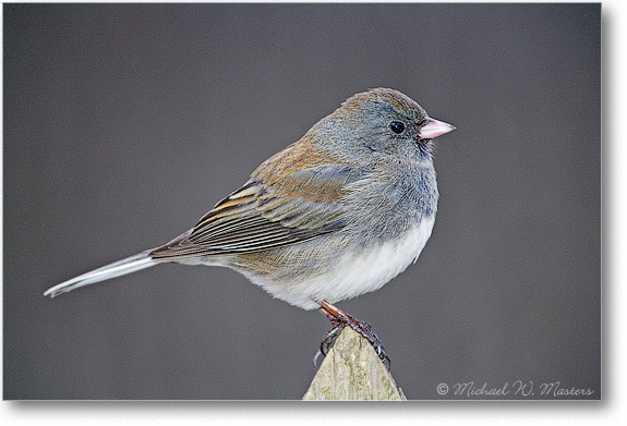 Junco-Home-E0K1130-01 2
