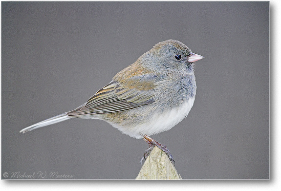 Junco-Home-E0K1130-01