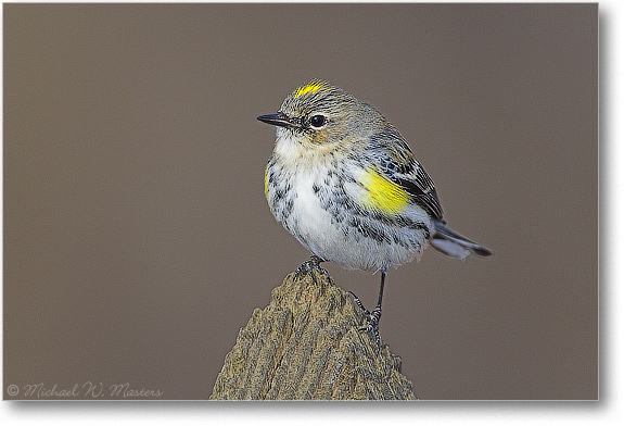 Yellow-Rump-Warbler-E0K1380