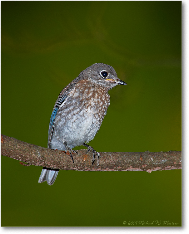 BluebirdBaby_S3A0371