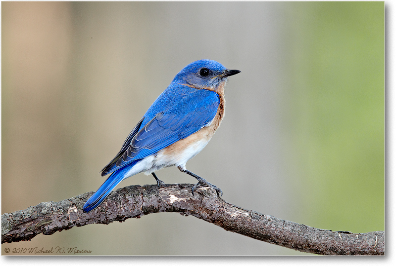 BluebirdEasterMale_Virginia_2010Apr_D4A0452