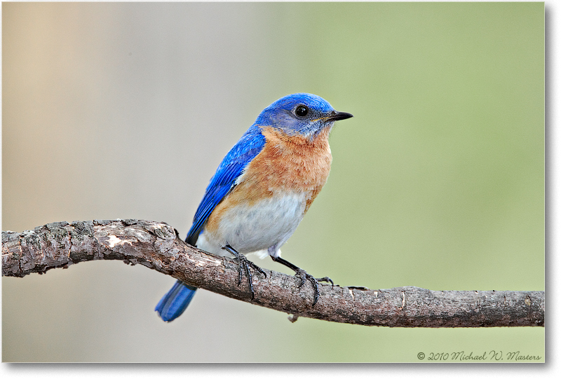 BluebirdEasterMale_Virginia_2010Apr_D4A0462