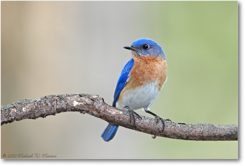BluebirdEasterMale_Virginia_2010Apr_D4A0465
