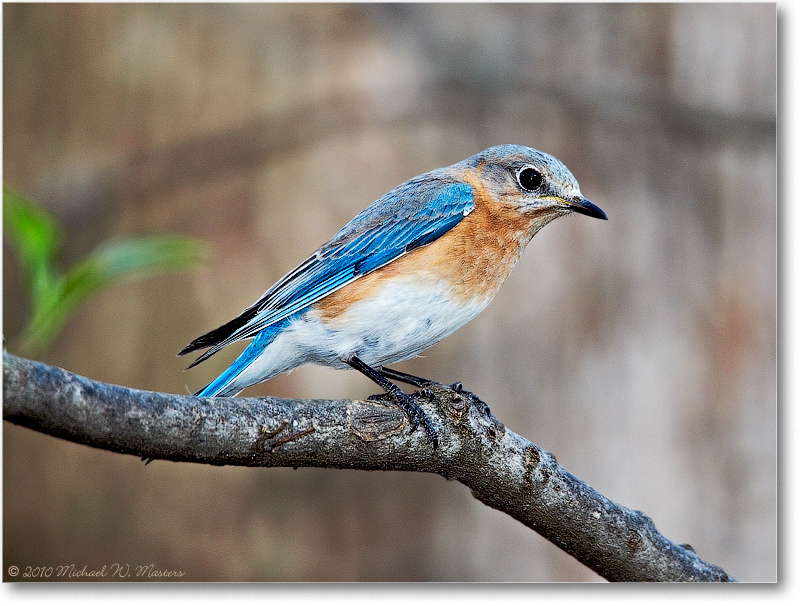 BluebirdEasternFemale_Virginia_2010Apr_D4A0152