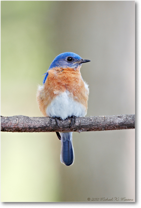 BluebirdEasternMale_Virginia_2010Apr_D4A0435