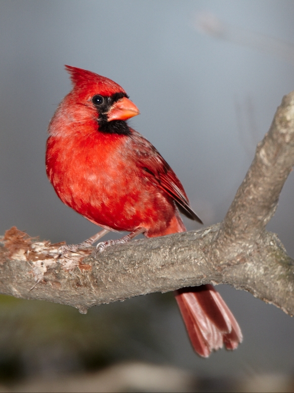 CardinalMale_Virginia_2010Apr_D4A0046