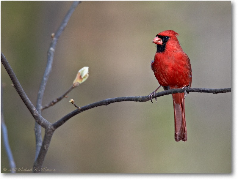 CardinalMale_Virginia_2010Apr_D4A0189