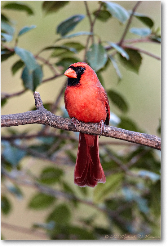 CardinalMale_Virginia_2010Apr_D4A0200