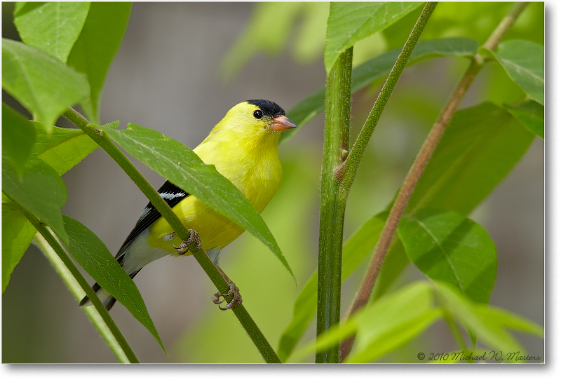 GoldfinchMale_Virginia_2010Apr_D4A0534