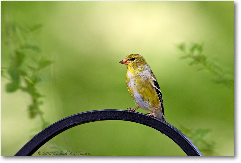 GoldfinchMale_Virginia_2010Apr_D4A0562