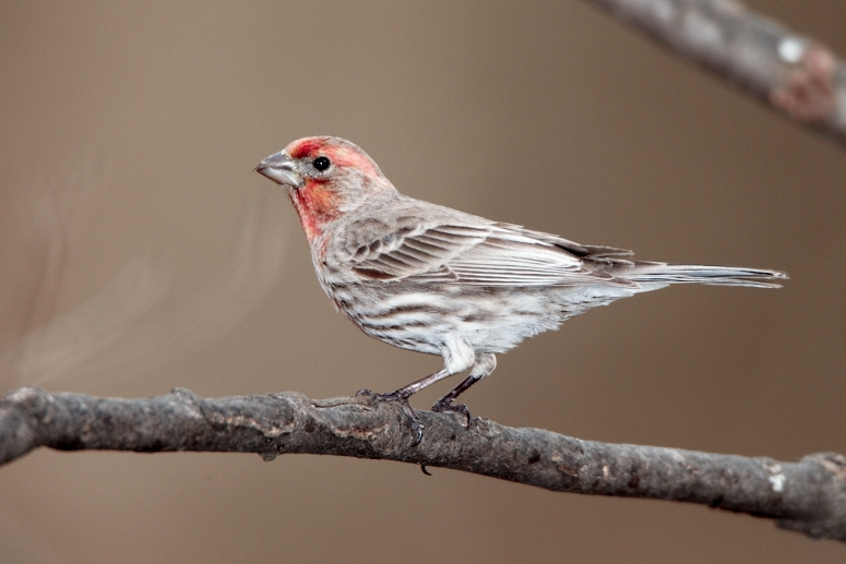 HouseFinchMale_Virginia_2010Apr_D4A0013