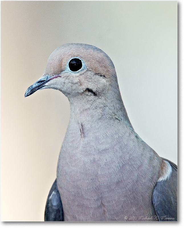 MourningDove_Virginia_2010Apr_D4A0227