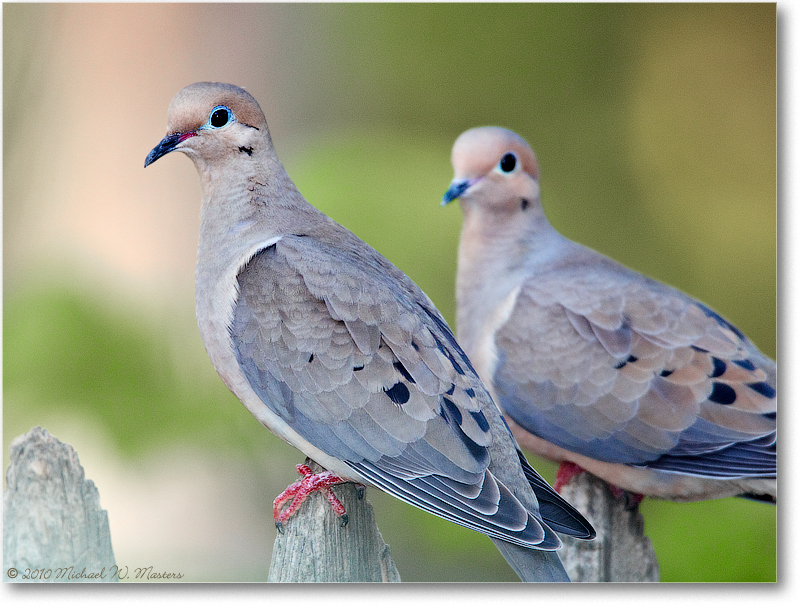 MourningDoves_Virginia_2010Apr_D4A0291
