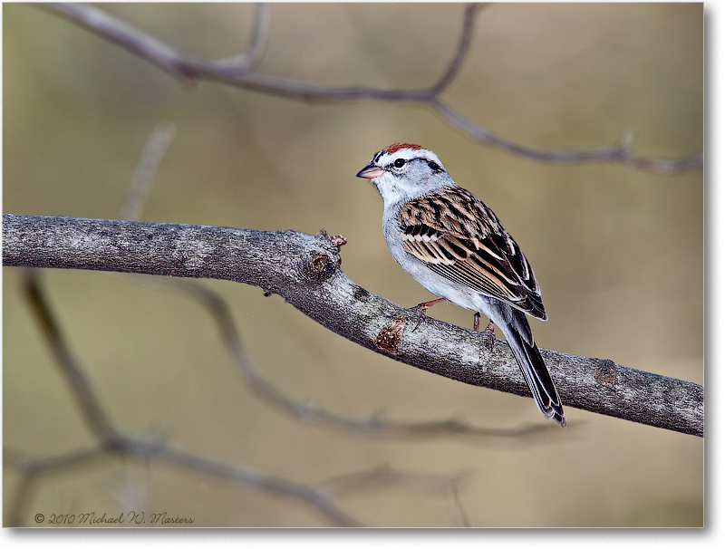 SparrowChipping_Virginia_2010Apr_D4A0133