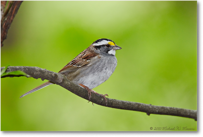 SparrowWhiteThroated_Virginia_2010Apr_D4A0483