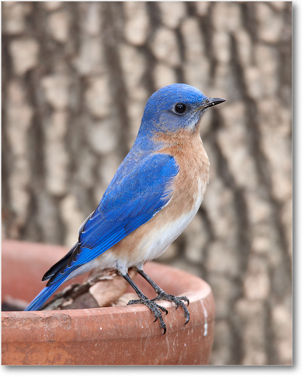 BluebirdMale_Virginia_2010Jan_S3A0822 copy