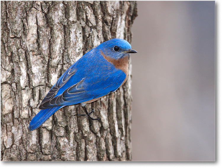 BluebirdMale_Virginia_2010Jan_S3A0825 copy