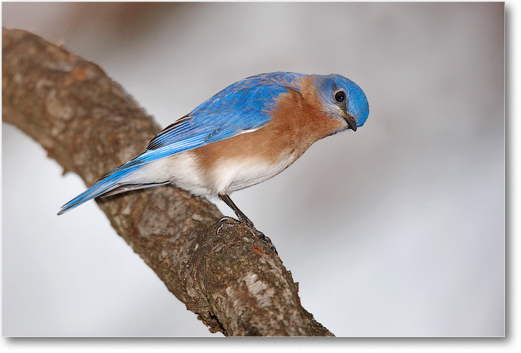 BluebirdMale_Virginia_2010Jan_S3A0845 copy