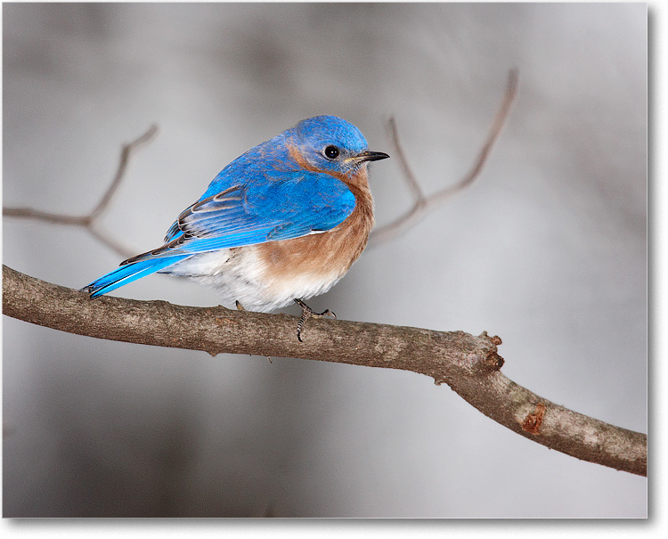 BluebirdMale_Virginia_2010Jan_S3A0848 copy