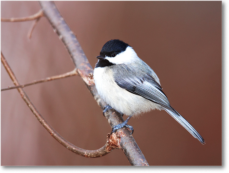 Chickadee_Virginia_2010Jan_S3A0777 copy