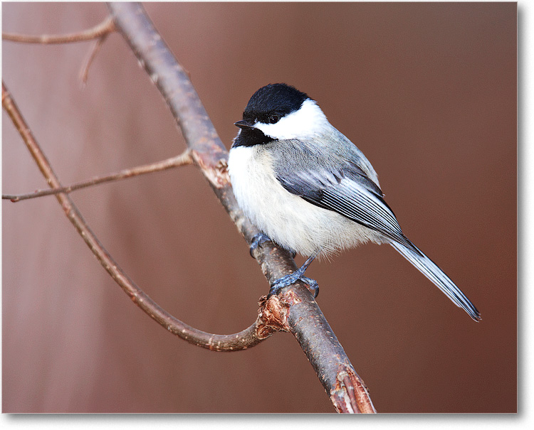 Chickadee_Virginia_2010Jan_S3A0777_1 copy