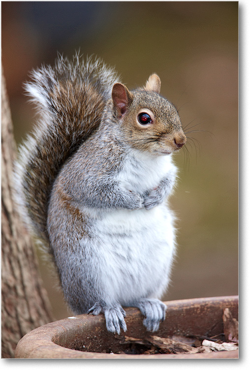 GraySquirrel_Virginia_2010Jan_S3A0811 copy