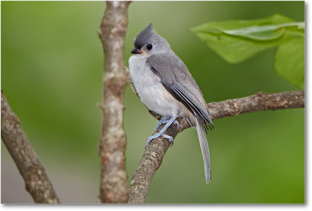 Titmouse-Virginia-2012May_D4B0469 copy
