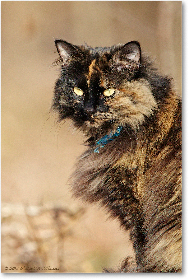 CatTortiseShell_Virginia_2013Mar_D5A0481