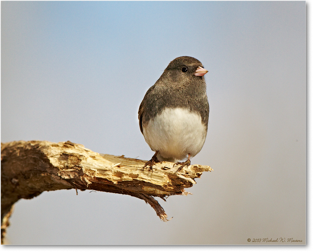 JuncoSlateColored_Virginia_2013Mar_D5A0299