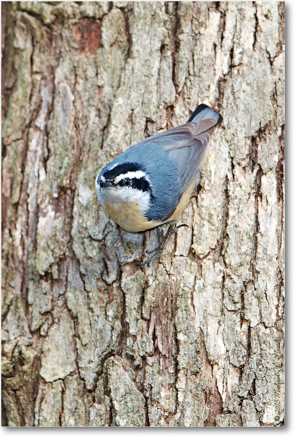 Nuthatch_Virginia_2013Mar_D5A0341